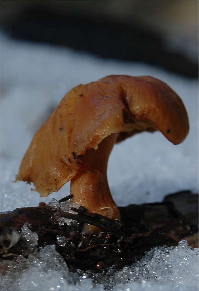 Gymnopilus sp.